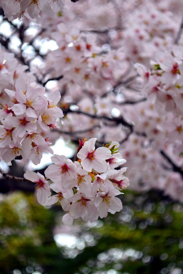 Spring pink blossom