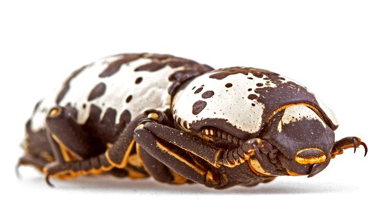 Texas Ironclad Beetle (Zopheridae, Zopherus nodulosus haldemani) photo