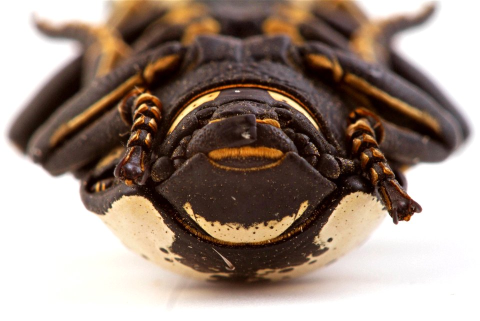 Texas Ironclad Beetle (Zopheridae, Zopherus nodulosus haldemani)