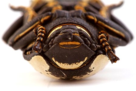 Texas Ironclad Beetle (Zopheridae, Zopherus nodulosus haldemani)