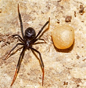 Black Widow with egg sac (Theridiidae, Latrodectus spp.)