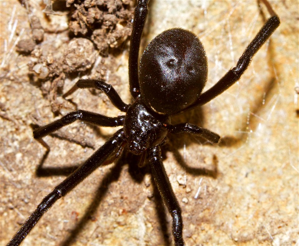 Black Widow (Theridiidae, Latrodectus spp.)