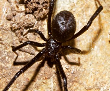 Black Widow (Theridiidae, Latrodectus spp.) photo