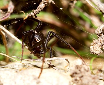 Black Widow (Theridiidae, Latrodectus spp.) photo