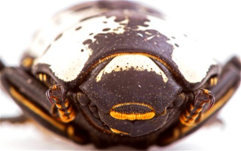 Texas Ironclad Beetle (Zopheridae, Zopherus nodulosus haldemani) photo