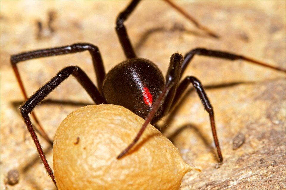 Black Widow with egg sac (Theridiidae, Latrodectus spp.)