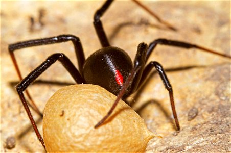 Black Widow with egg sac (Theridiidae, Latrodectus spp.)