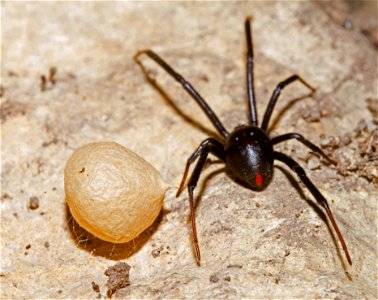 Black Widow with egg sac (Theridiidae, Latrodectus spp.)
