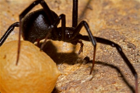 Black Widow with egg sac (Theridiidae, Latrodectus spp.)