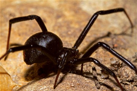 Black Widow with egg sac (Theridiidae, Latrodectus spp.) photo