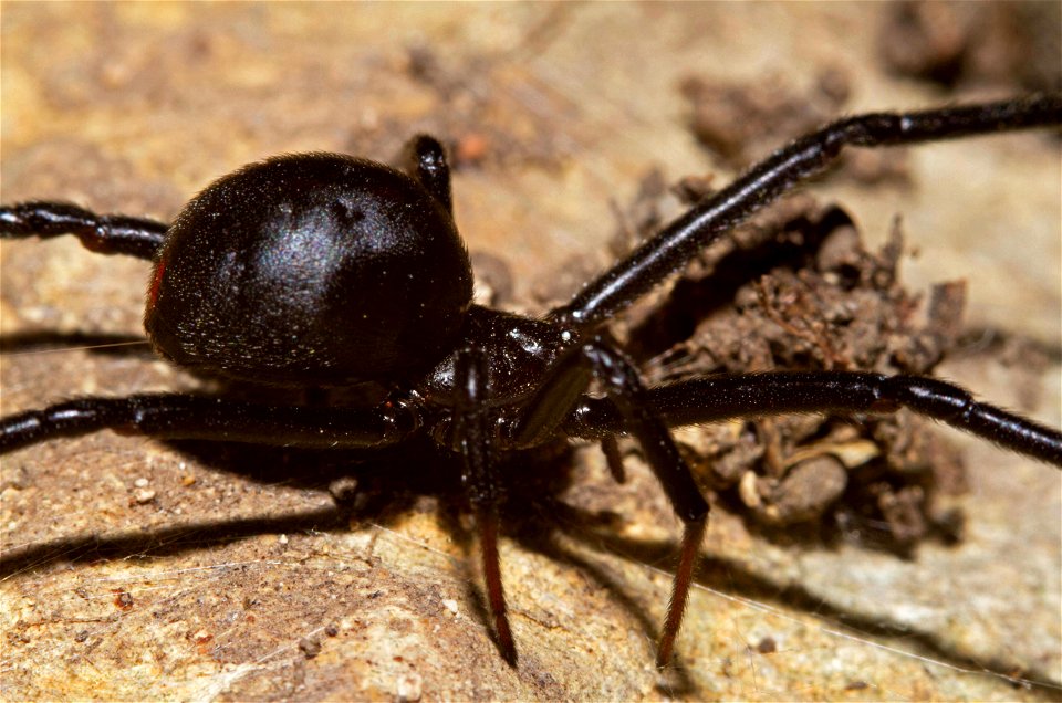 Black Widow (Theridiidae, Latrodectus spp.)