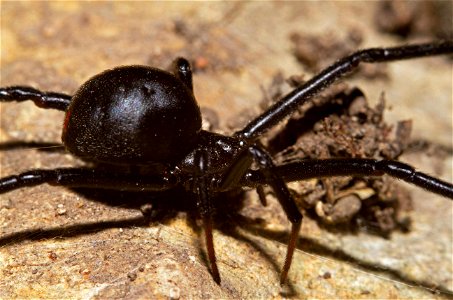 Black Widow (Theridiidae, Latrodectus spp.) photo