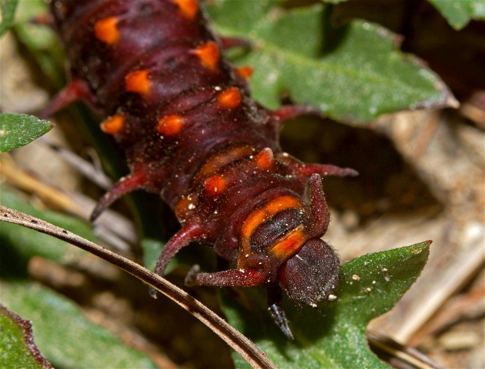 Pipevine Swallowtail caterpillar (Papilionidae, Battus philenor)