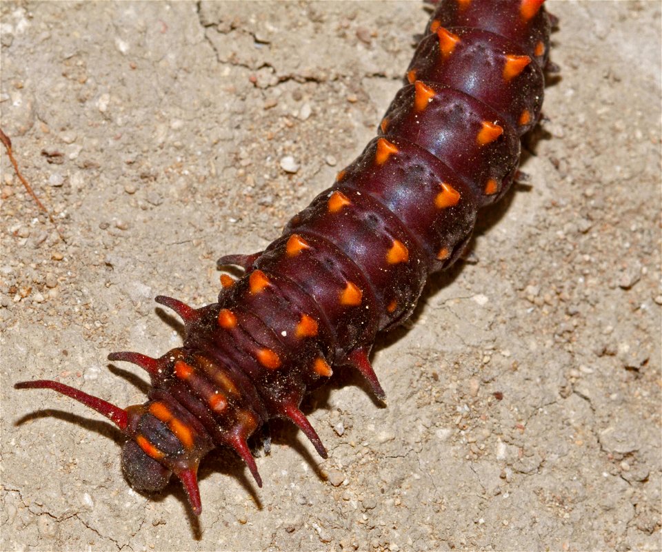 Pipevine Swallowtail caterpillar (Papilionidae, Battus philenor)