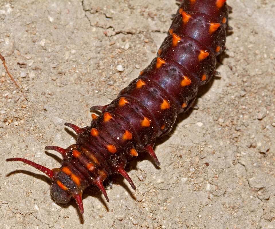 Pipevine Swallowtail caterpillar (Papilionidae, Battus philenor) photo