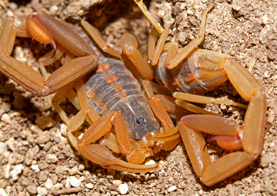 Striped Bark Scorpion (Buthidae, Centruroides vittatus)