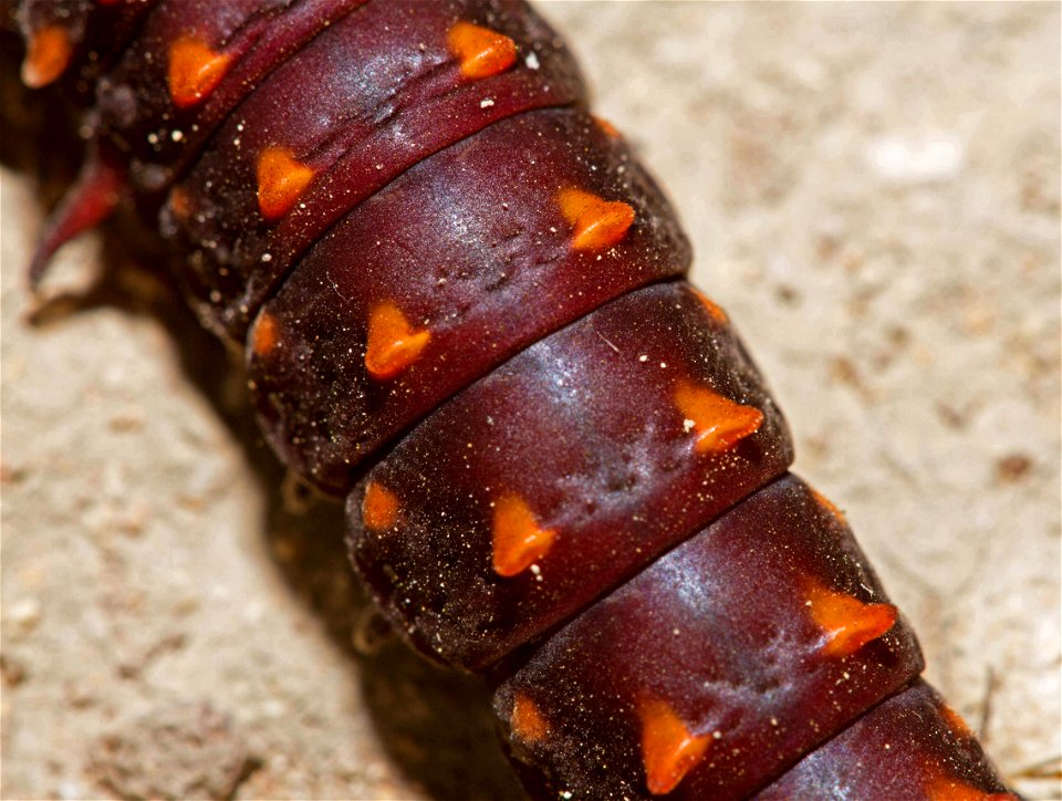 Pipevine Swallowtail caterpillar (Papilionidae, Battus philenor)