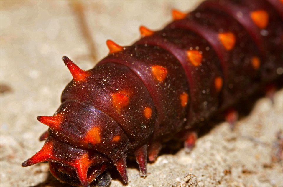 Pipevine Swallowtail caterpillar (Papilionidae, Battus philenor)