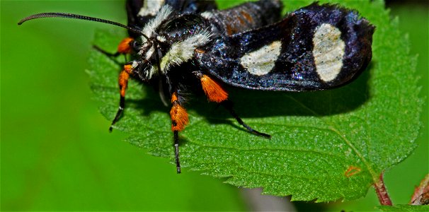 Eight-Spotted Forester (Noctuidae, Alypia octomaculata)