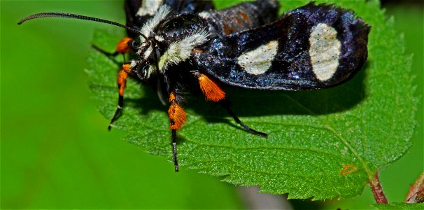 Eight-Spotted Forester (Noctuidae, Alypia octomaculata) photo