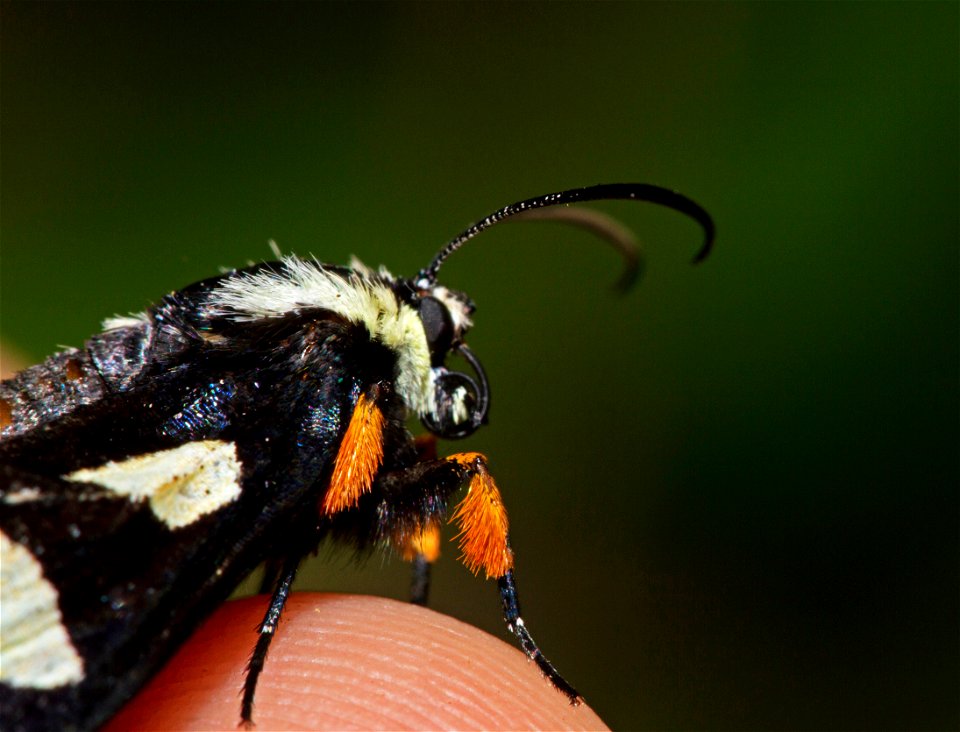 Eight-Spotted Forester (Noctuidae, Alypia octomaculata)