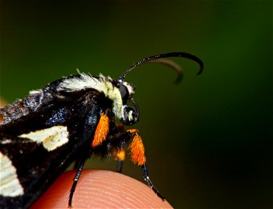 Eight-Spotted Forester (Noctuidae, Alypia octomaculata) photo