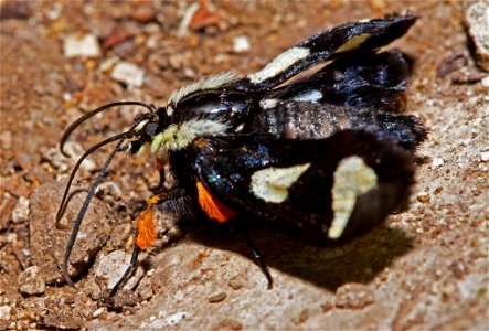 Eight-Spotted Forester (Noctuidae, Alypia octomaculata) photo