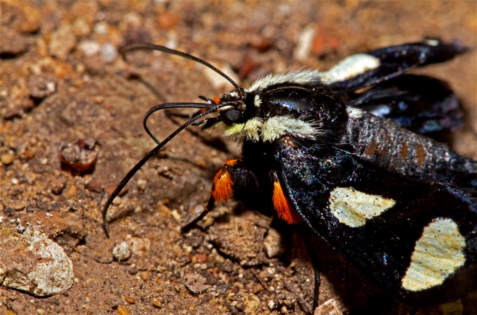 Eight-Spotted Forester (Noctuidae, Alypia octomaculata)