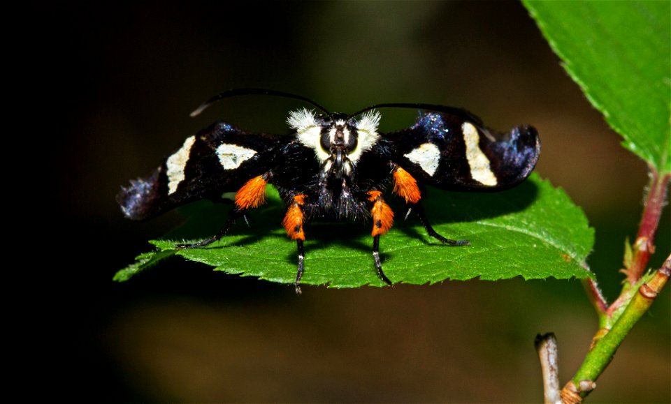 Eight-Spotted Forester (Noctuidae, Alypia octomaculata)