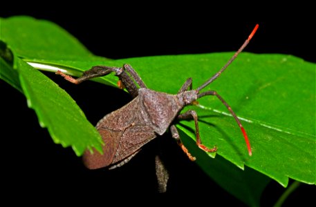 Leaf-footed bug (Coreidae, Acanthocephala terminalis)