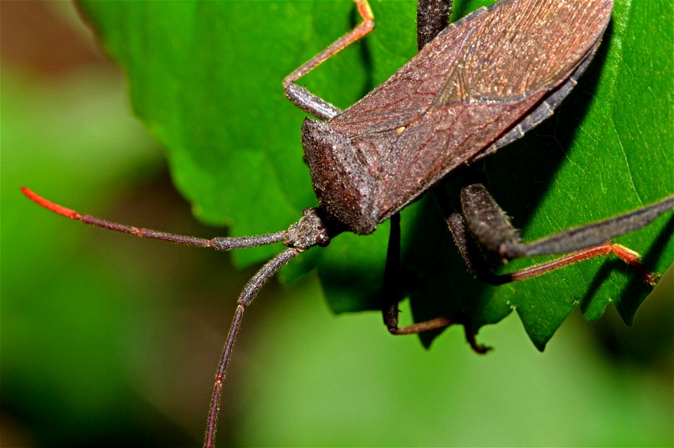 Leaf-footed bug (Coreidae, Acanthocephala terminalis)