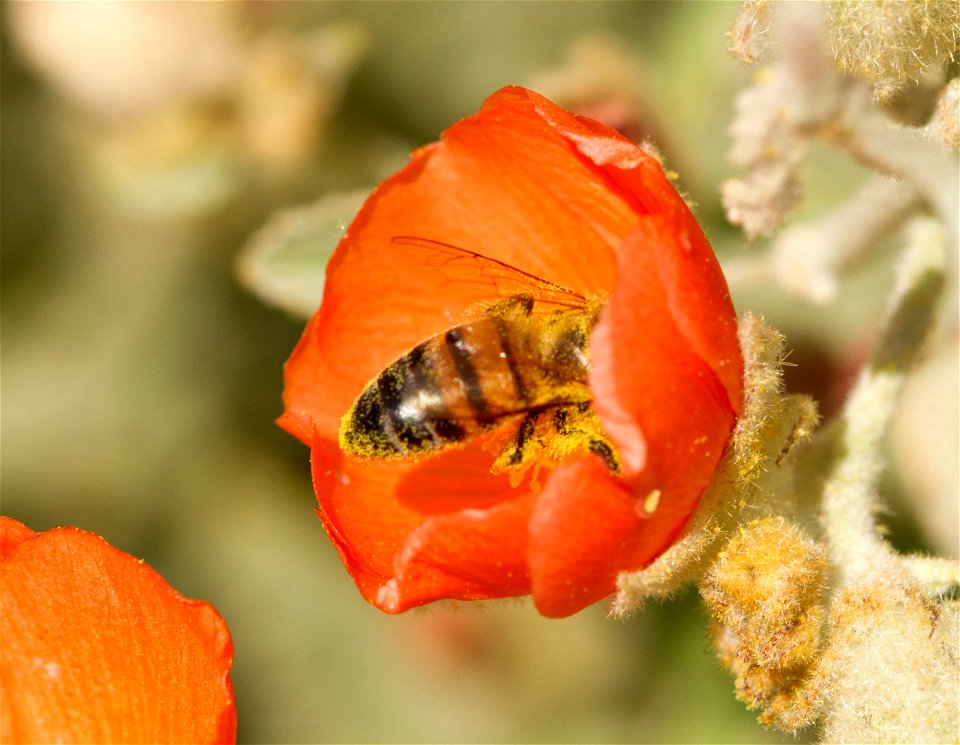 Honey bee (Apis mellifera) in flower