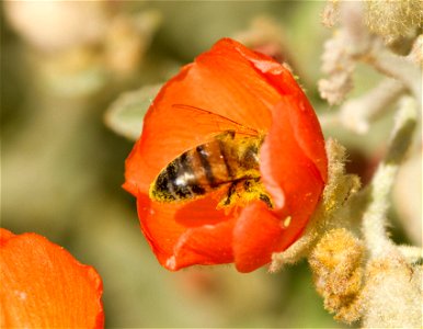 Honey bee (Apis mellifera) in flower photo