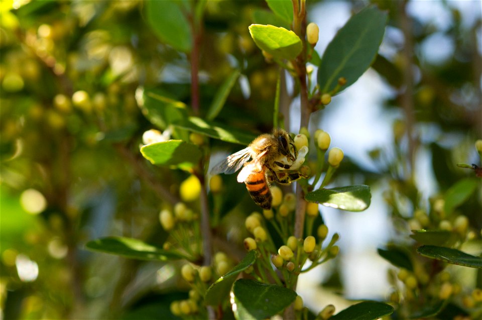 Sunlight on the back of a bee, Apis mellifera photo