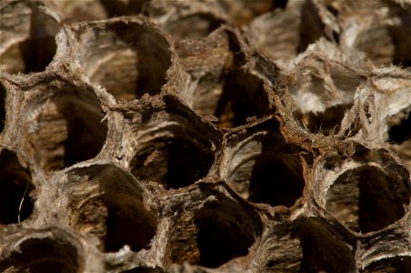 Psocopteran invaders on an old paper wasp nest photo