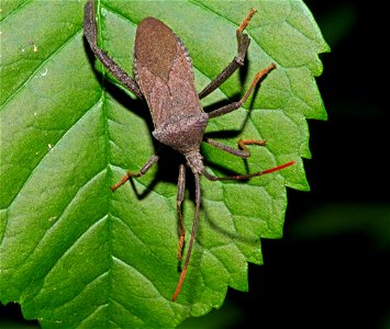Leaf-footed bug (Coreidae, Acanthocephala terminalis)