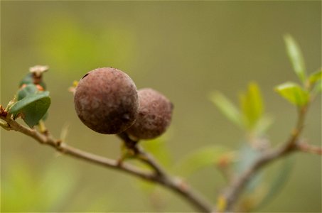 Galls left by Gall Wasps (Hymenoptera: Cynipidae) photo