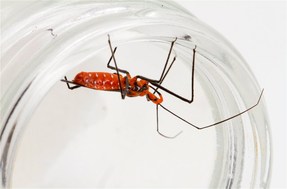 Milkweed assassin bug (Zelus longipes)