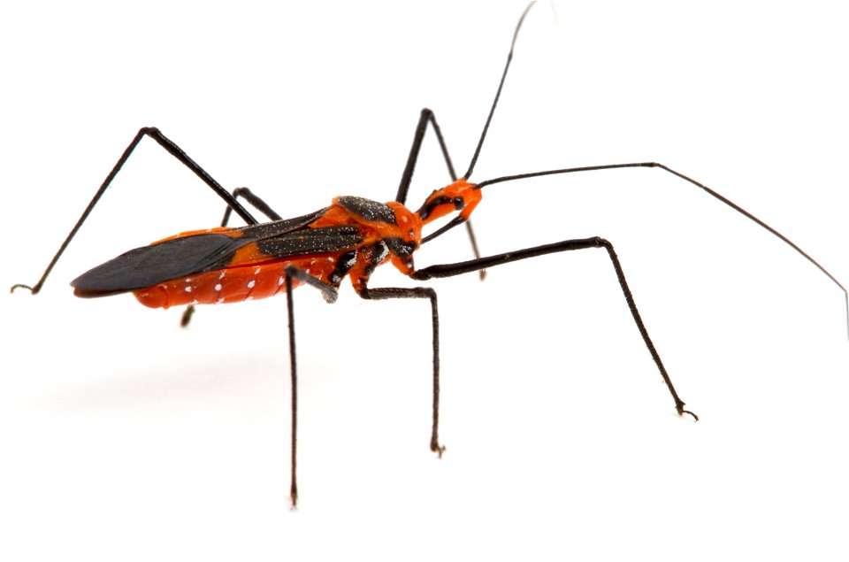 Milkweed assassin bug (Zelus longipes)