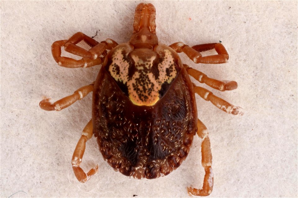 Dorsal view of Cayenne Tick