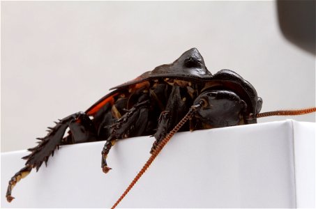 Male Madagascar hissing cockroach photo