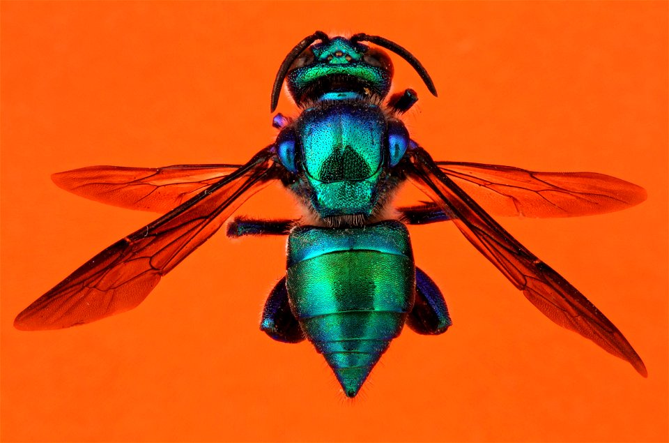 Orchid Bee (Euglossini, Exaerete dentata)