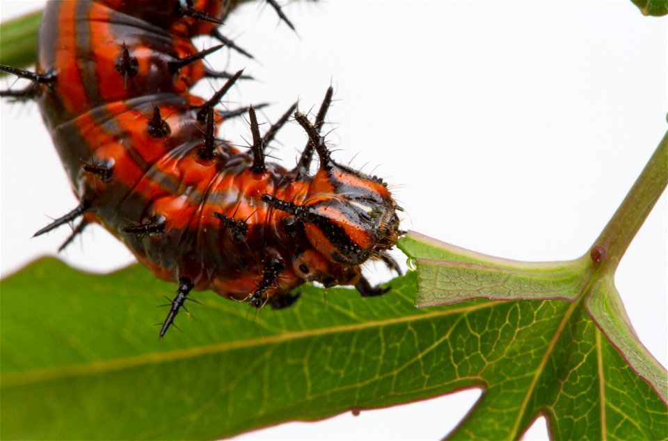 Gulf Fritillary (Agraulis vanillae) on Blue Passionflower (Passiflora caerulea)
