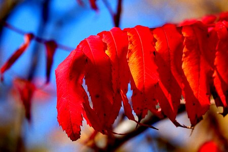 Emerge fall leaves red photo