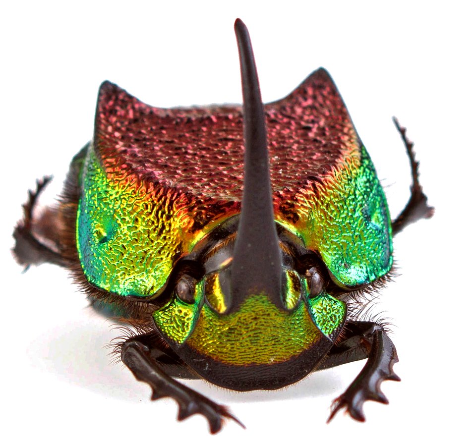 Rainbow Scarab (Scarabaeidae, Phanaeus vindex)