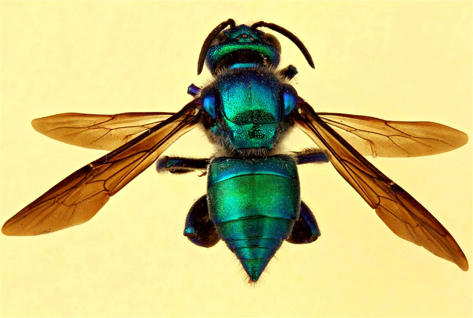 Orchid Bee (Euglossini, Exaerete dentata)