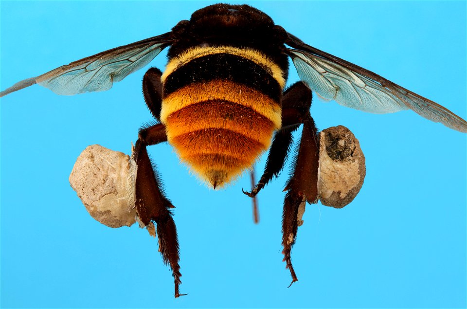 Orchid Bee (Euglossini, Eulaema cingulata)