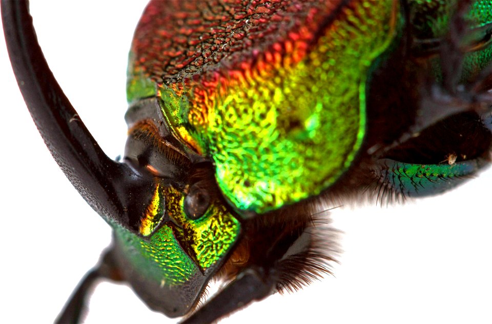 Rainbow Scarab (Scarabaeidae, Phanaeus vindex)