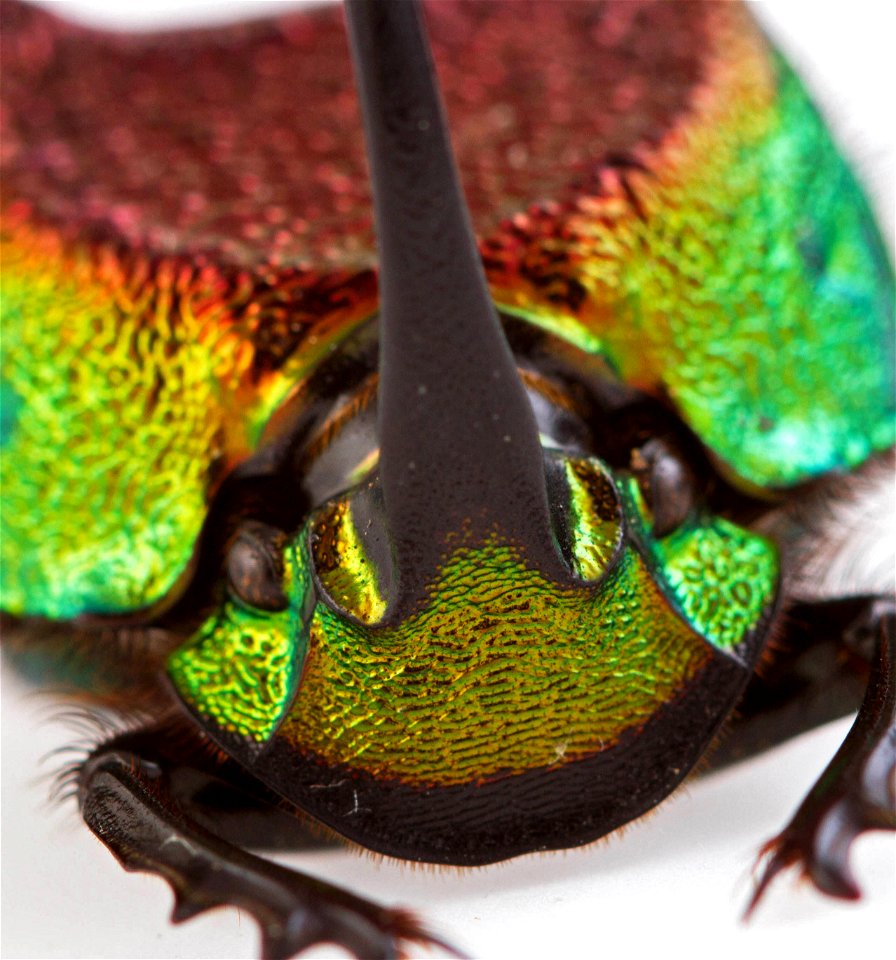 Rainbow Scarab (Scarabaeidae, Phanaeus vindex)