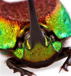 Rainbow Scarab (Scarabaeidae, Phanaeus vindex) photo